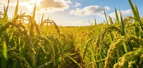 últimas noticias de la empresa sobre Digan adiós al secado de arroz dependiente del clima: secador de arroz de circulación a baja temperatura, que protege la calidad dorada de cada grano